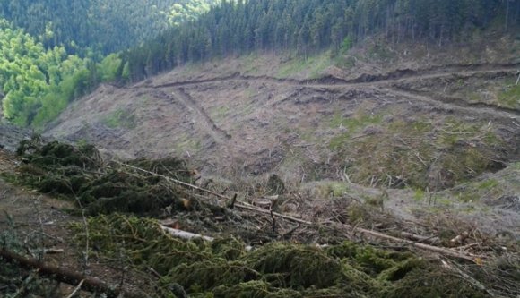Tarvágás, falopás a Kelemen-havasok Nemzeti Parkban