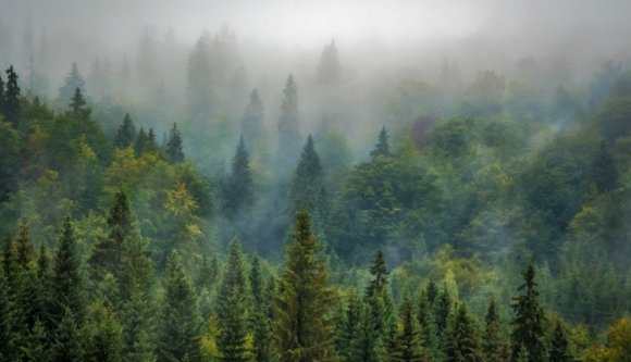 Erdőt veszített az IKEA Romániában