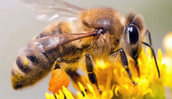 Méhek támadtak emberekre, ketten meghaltak