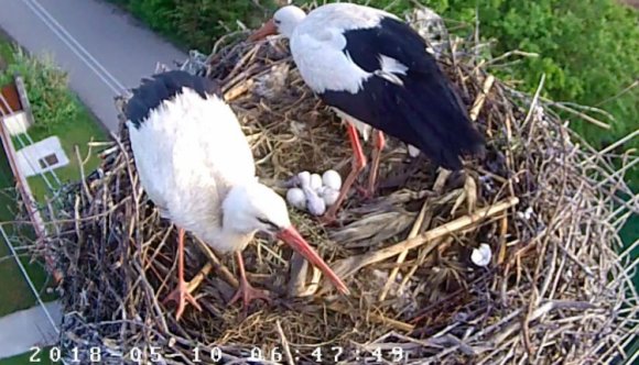 Családi örömök érték az élőben kukkolható magyarfenesi gólyapárt