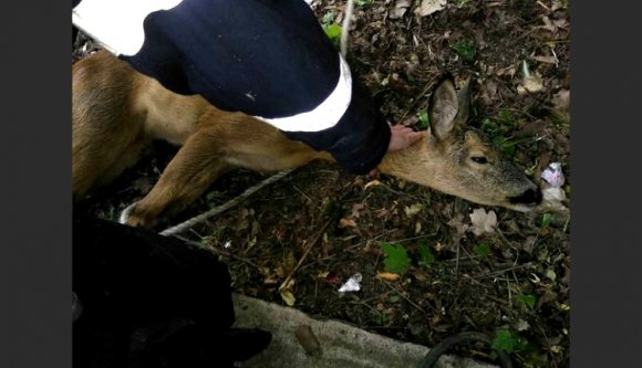 Hogy kerül egy őz Marosvásárhely központjába?