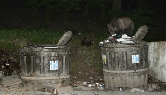 Eldőlt, hogy lesz kilövési kvóta a medvékre