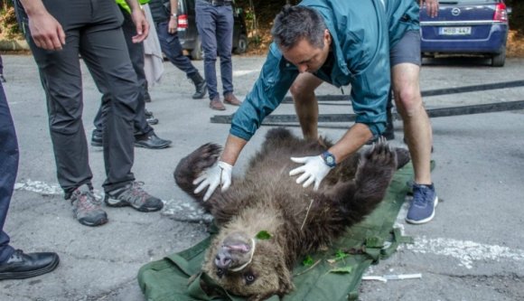Elköltöztették Sanyit, a Szent Anna-tó medvéjét