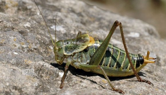 Szakértők: nem kell bántani a Hargita megyét ellepő szöcskéket, normális jelenségről van szó