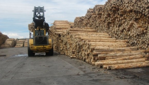 Óriási összegű károkozással gyanúsítják a Holzindustrie Schweighofert