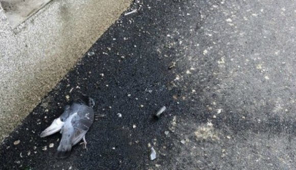 Forradalmi hév Temesváron: Molotov-koktélt dobtak a PSD székházára