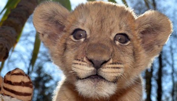 Jött az árvíz, de a bárka nem: nagymacskák szöktek meg egy állatkertből