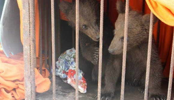 Árván maradt medvebocsokat mentettek a rendőrök