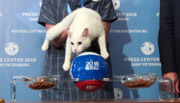 Focicsapatnyi állat a világbajnokság orákuluma