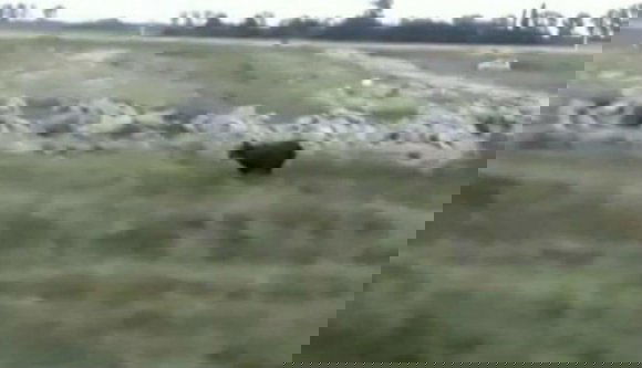 Már Arad megyében is szabadon csatangol a medve