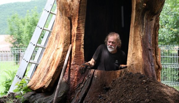 Kápolnává faragják Mikes kiszáradt tölgyfáját