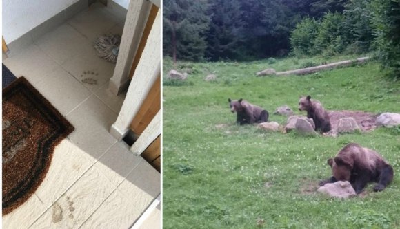 Tusványosig elköltöztetnék a tusnádi medvecsaládot