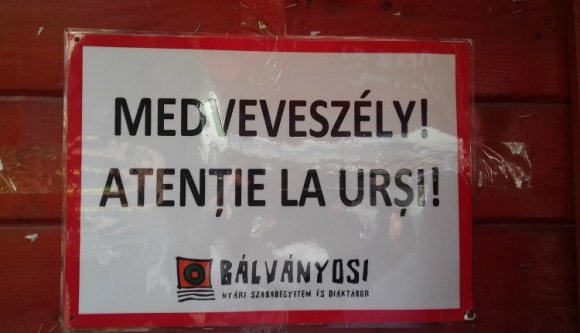 Végre: elviszik Tusnádfürdőről az emberre is veszélyes anyamedvét