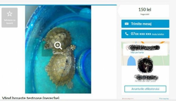 Pénzzé teszik a vadon élő mocsári teknősöket Romániában