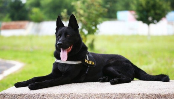 Ez a cukiság felügyeli az Untold drogmentességét