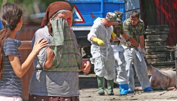 Végre konkrétumok: kártérítést kapnak a sertéstenyésztők