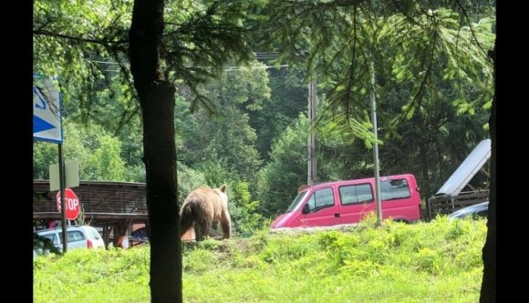 Tusványos elmúlt, a medvék maradtak