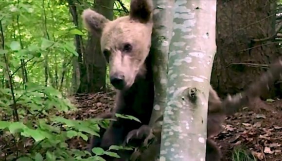 Papíron már készítik elő a veszélyes medvék kilövését