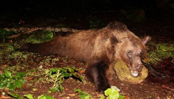A második veszélyes medvét is kilőtték Tusnádfürdőn
