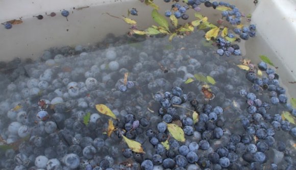 Kétezer liternyi szilvacefrébe fulladt egy férfi