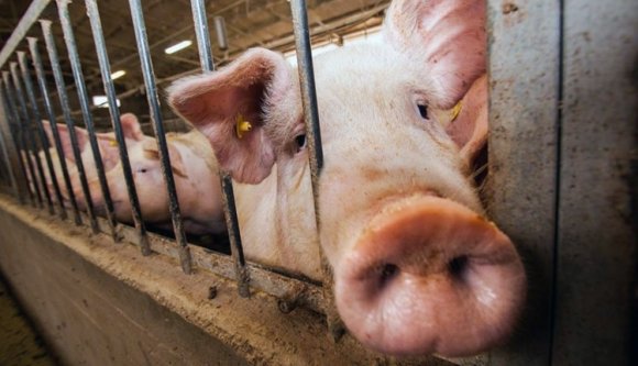 Krízis van, megtörténhet, hogy külföldi húsból kell elkészíteni a karácsonyi ebédet