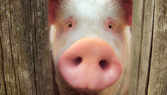 A pestis miatt legalább 140 ezer sertést kell elpusztítani az ország legnagyobb farmján