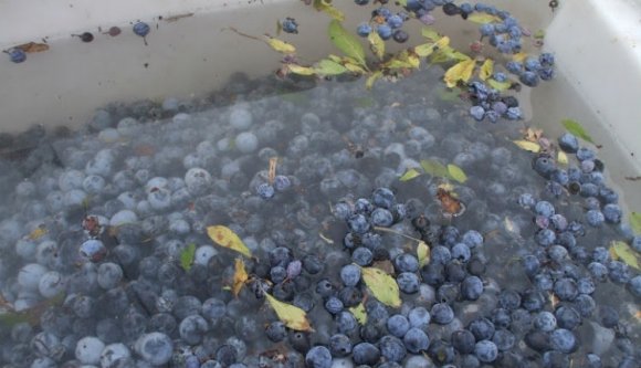 Ismét lecsapott a gyilkos cefre Dél-Romániában