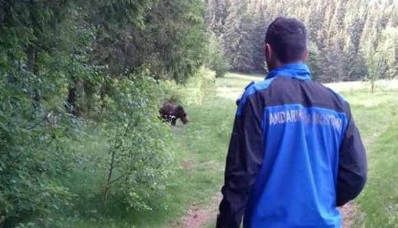 Augusztusban is a medvék hajkurászása tette ki a Hargita megyei csendőrök munkaidejének jelentős részét