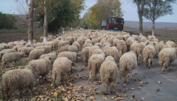 Egy komplett juhnyájat gázolt halálra egy figyelmetlen autós Prahova megyében