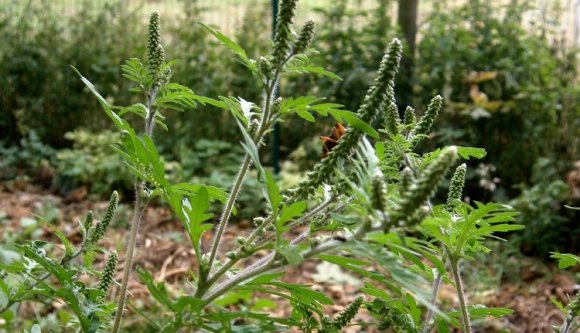 Óriási vívmány: végre nekiállunk irtani a parlagfüvet