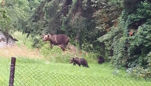 Kukából mentettek medvebocsot a csendőrök Tusnádfürdőn