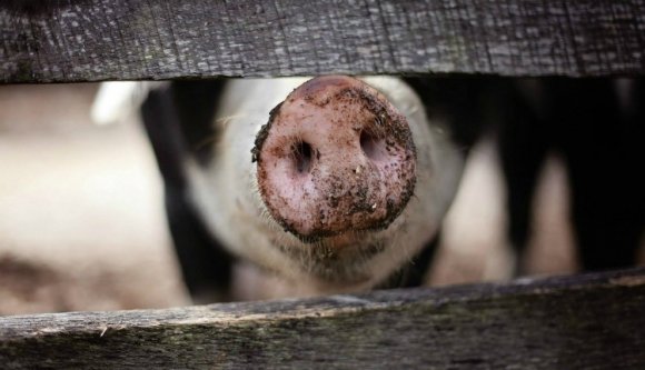 Tombol a sertéspestis, Brüsszel pénzzel segítene, de Románia nem kér belőle