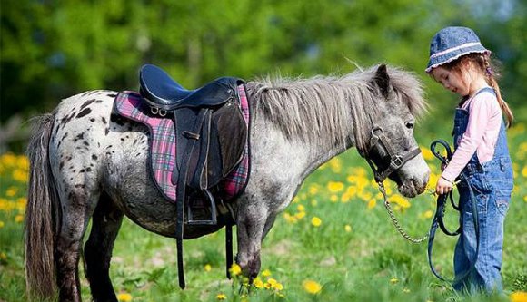 Már a terápiás pónikat is lopják Romániában