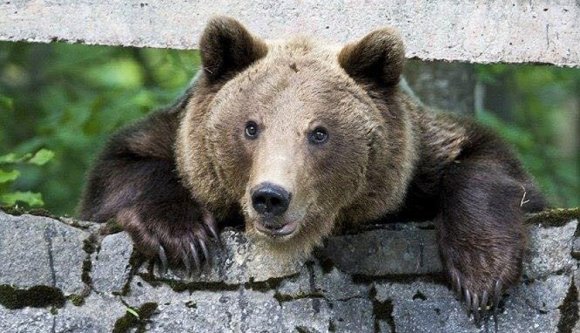 Hol nem járt még medve? Hát az oltszemi gyermekotthon ablakában, de most már ez is megvolt