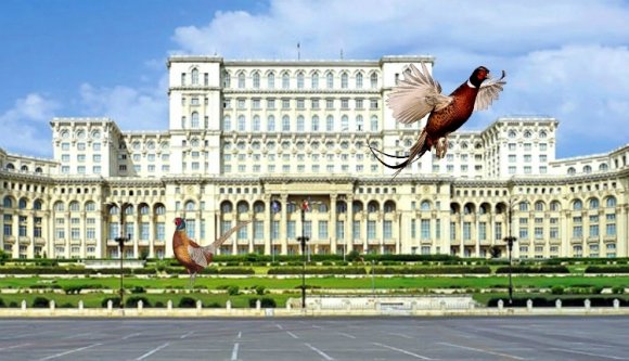 A román parlament mellett ücsörög és tojik (rá), mi az?