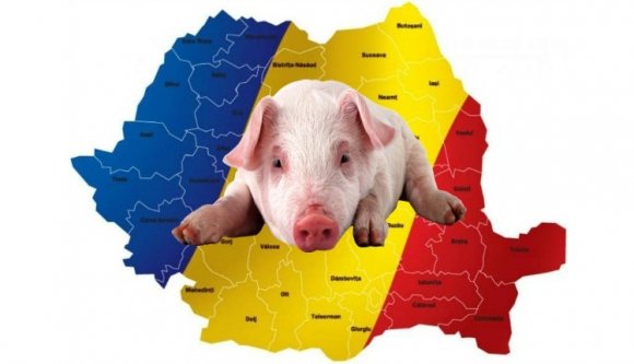 Úgy tűnik, csődöt mondott a kríziskezelés sertéspestisügyben