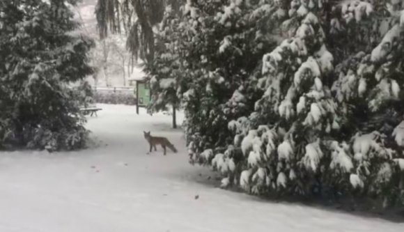 Románia kész állatkert, a szó szoros értelmében