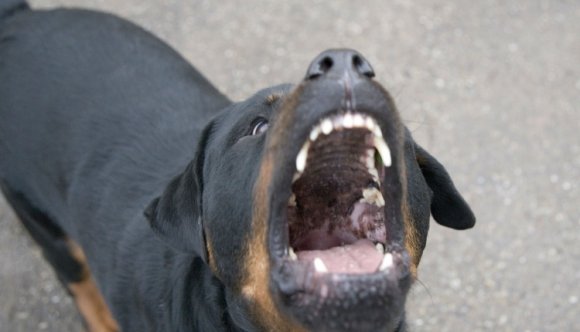 Torokra ment a láncról elszabadult kutya Hunyad megyében, és ölt