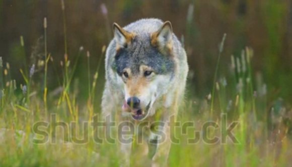 Nemcsak az infók, a képek se hitelesek a centenáriumi PR-videóban