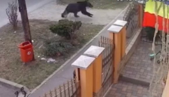 Segesváron turistáskodott egy fürge medve