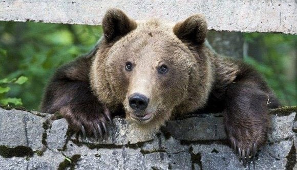 Brassóban már a plázázás foglalkoztatja a medvéket