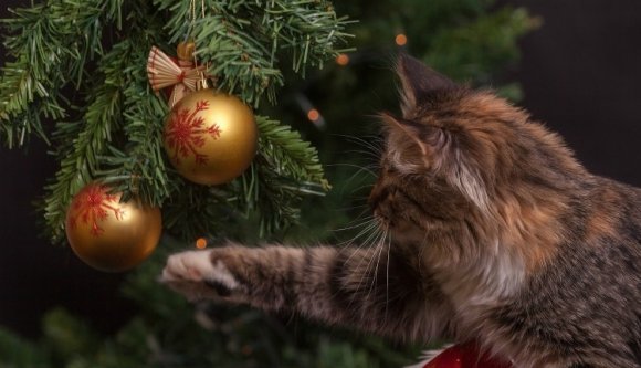 Mire figyeljünk oda, ha élő fenyőt választunk karácsonyra?