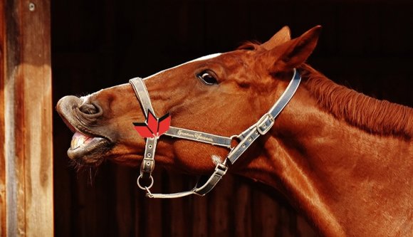 Az RMDSZ szívesen lenne a ló, amelynek poroszkálását az MPP-sarkantyú késztetné vágtára (!!!)