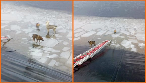 Fagyos „kútba” pottyant rókákat mentettek a kolozsvári tűzoltók