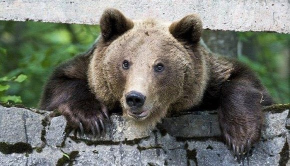 Igaz, hogy kilőtték a „gyerekbarát” medvét Oltszemen, de vannak utódjelöltek
