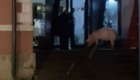 Ne próbáljon disznóval részegen adót fizetni, mert úgy jár, mint ez a barcarozsnyói férfi