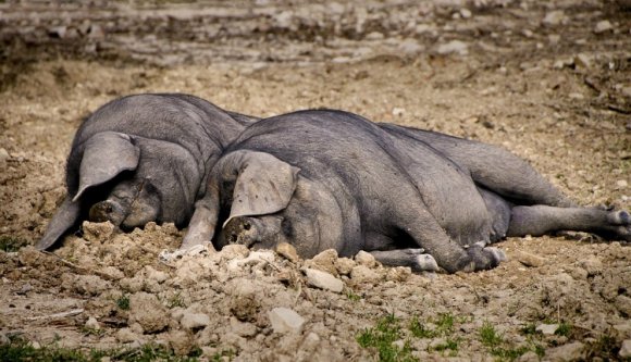 Ez van, ha ragaszkodsz a kultúrádhoz: elkaptak négy románt, disznógyilkosságért