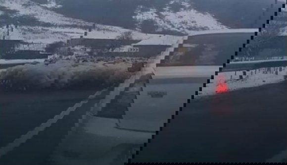 A főúton békésen sót nyalogató juhnyáj akadályozta a forgalmat Szilágy megyében