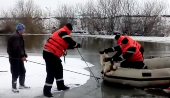 Nézze meg, hogyan mentettek ki egy bajba jutott kutyát a hős dési tűzoltók a befagyott Szamosból
