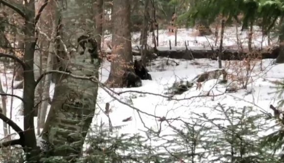 Így falatozták a mézet a behavazott erdőben Micimackó Kárpátokban élő kollégái (VIDEÓval)